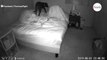 Owner watches CCTV and realises her dog does something amazing while she sleeps