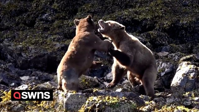 Tourists 'distressed' as bears brutally battle over mating rights metres from their boat