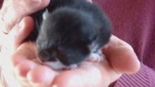 Miep en de poesjes 31 maart