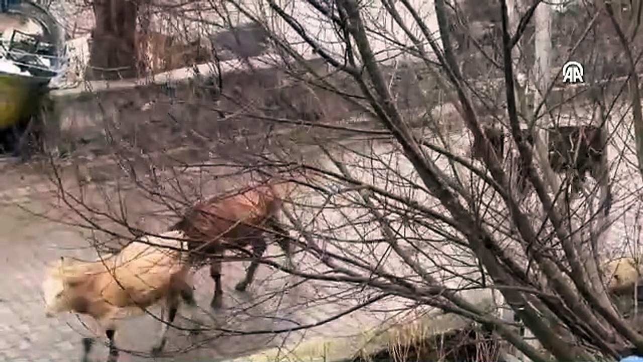 Erzurum, Kars ile Ardahan'da kar yağışı ve sis etkili oldu