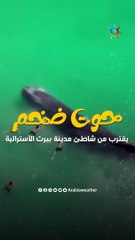 Tải video: في مشهد مذهل .. حوت ضخم يقترب من رواد شاطئ للسباحة معهم