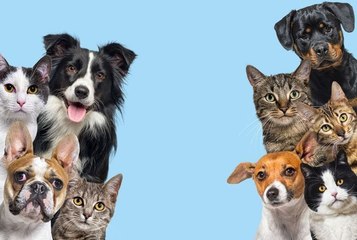 Voici les 20 races de chiens et de chats les plus recherchées en France en 2023