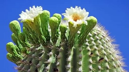 MOST WEIRD TREES in the World