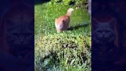 Comic Cat Chronicles: The Best of Feline Funnies