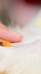 CAM - Le don du sang des animaux de compagnie peut sauver des vies