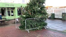 Bexhill's replacement Christmas tree 2023 in East Sussex