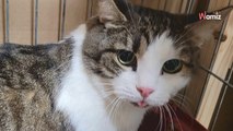 Abandonné dans une rue dans sa boîte de transport, ce chat n'arrive pas à se remettre de cette trahison