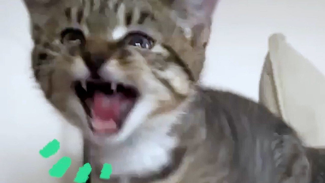 Ever Seen a Barking Cat Before?!