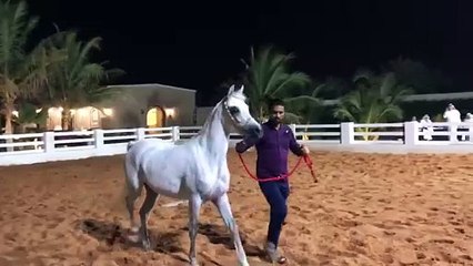 A trip to a farm in Mecca Horse review 2 فلوق رحلة الى المزرعة