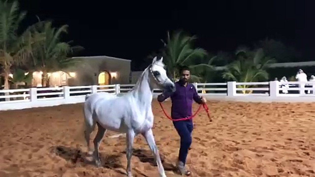 A trip to a farm in Mecca Horse review 2 فلوق رحلة الى المزرعة