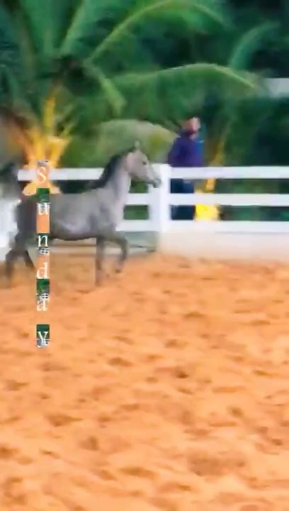 A trip to a farm in Mecca Horse review 4فلوق رحلة الى المزرعة