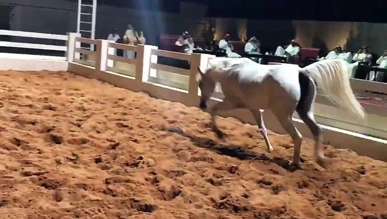 A trip to a farm in Mecca Horse review 5 فلوق رحلة الى المزرعة