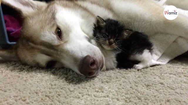 Husky finds poorly kitten in the street: What she does next is mindblowing