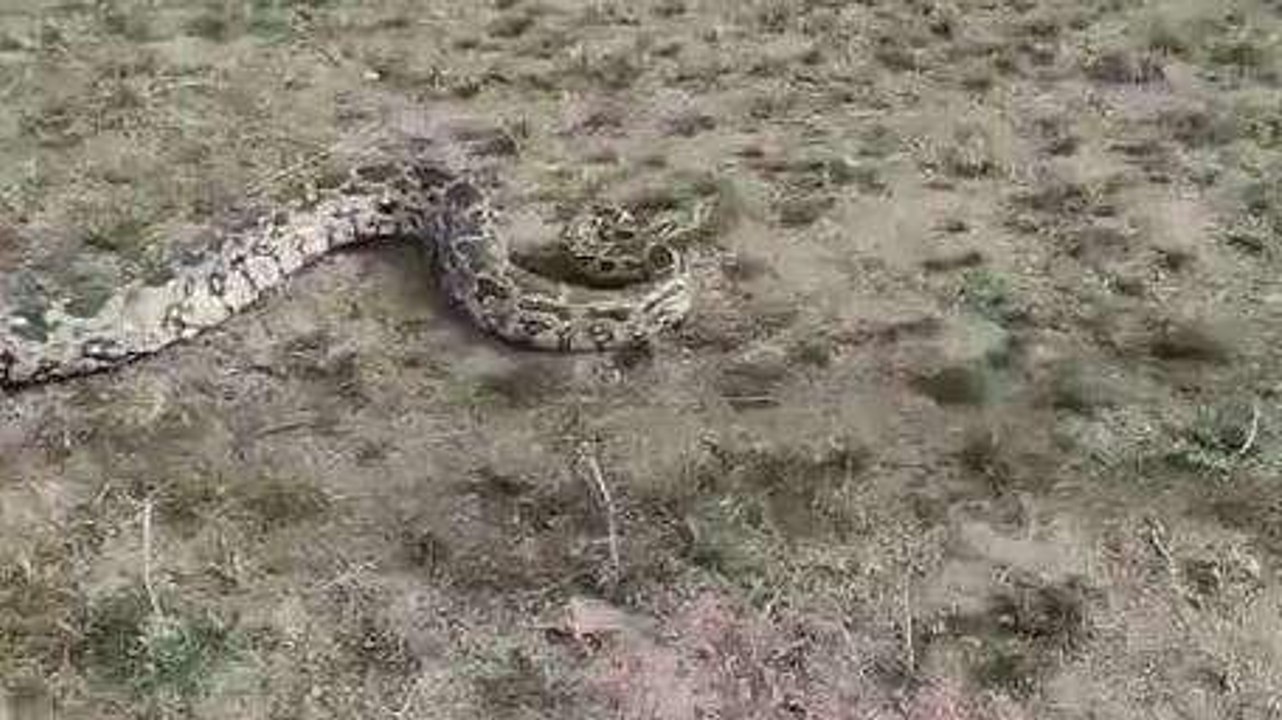 राजसमंद: खेत में दस फीट का अजगर घुसा, ग्रामीणों दौड़कर बचाई जान, देखें VIDEO