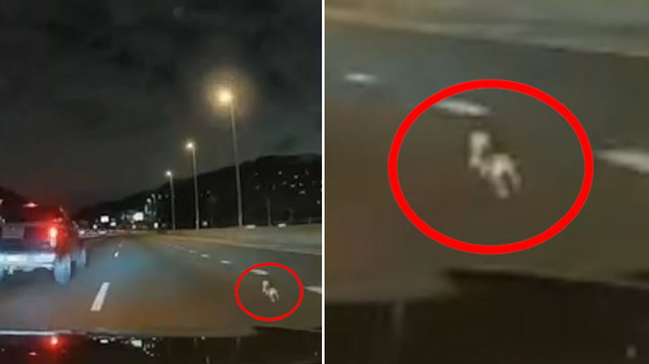 Runaway Chihuahua dodges cars and weaves across busy lanes of Staten Island Expressway