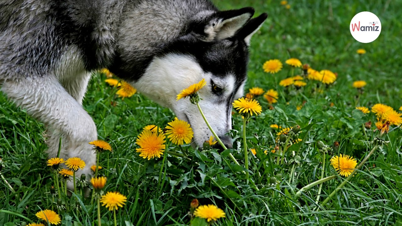 Owner in disguise walks past his Husky; his reaction is incredible