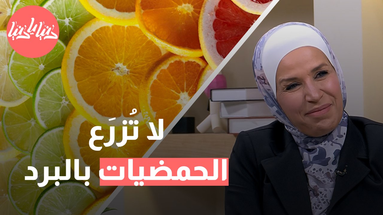 من الحقل للمائدة  رحلة مذهلة لتجربة الحمضيات