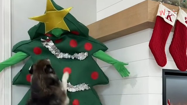 Elle se déguise en sapin de Noël : la réaction de son chien est adorable