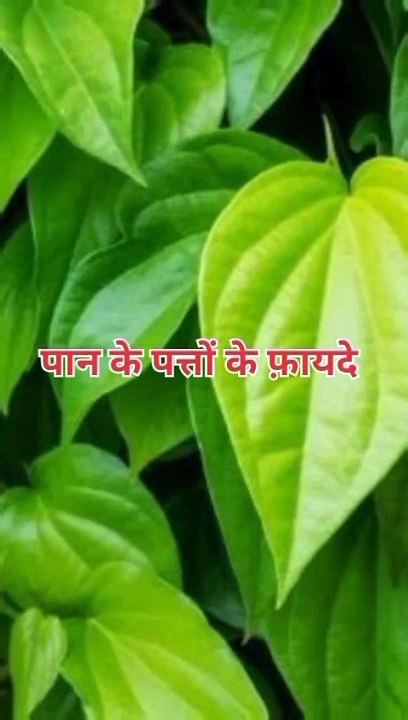पान के पत्तों के फ़ायदे #health