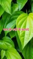 पान के पत्तों के फ़ायदे #health
