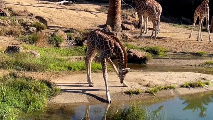 Cute baby giraffe is trying to drink water!