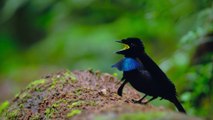 dancing birds compilation - video Dailymotion