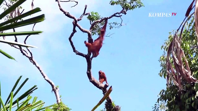 Polemik Satwa Dilindungi, WWF: Aturan Sudah Ada, Penegakam Hukumnya Kurang | BERKAS KOMPAS