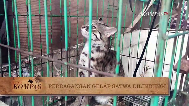Marak! Jual Beli Satwa Dilindungi di Jagat Maya | BERKAS KOMPAS