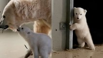 Have you ever seen a BABY POLAR BEAR? So cute!