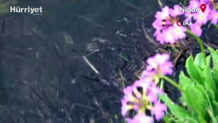 Niğde’nin endemik değeri 'Toros kurbağası' ilk kez su altında görüntülendi