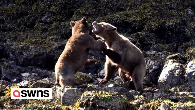Tourists 'distressed' as bears brutally battle over mating rights