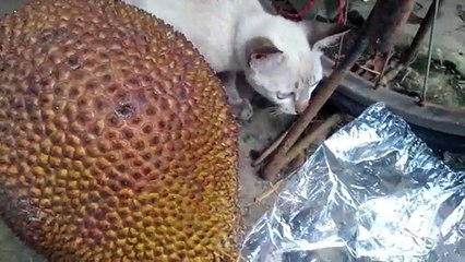 Katze niedlich videos _The mother cat and kitten are very funny
