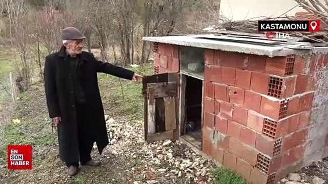 Kastamonu'da ayı, girdiği kümeste tavukları telef etti