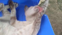 Katze niedlich videos _ Mother cats and kittens frolic very much