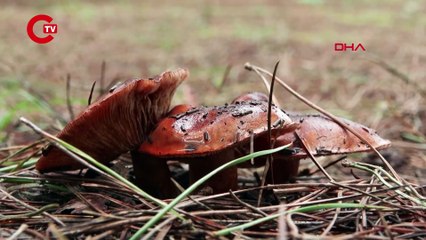 İstanbul'da 'mantar' alarmı... 11 kişi hastaneye kaldırıldı!
