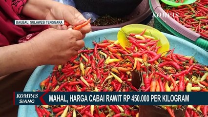 Semakin Pedas! Harga Cabai Rawit di Baubau Sulsel Rp 450 Ribu Per Kilogram! Ini Alasannya