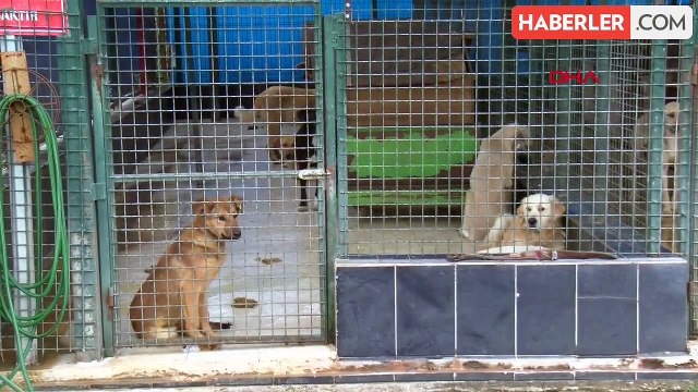 Karadeniz'de Sokak Köpekleri Popülasyonu Artıyor
