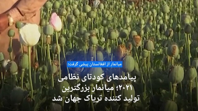 میانمار با پیشی‌گرفتن از افغانستان به بزرگترین تولید کننده تریاک جهان تبدیل شد