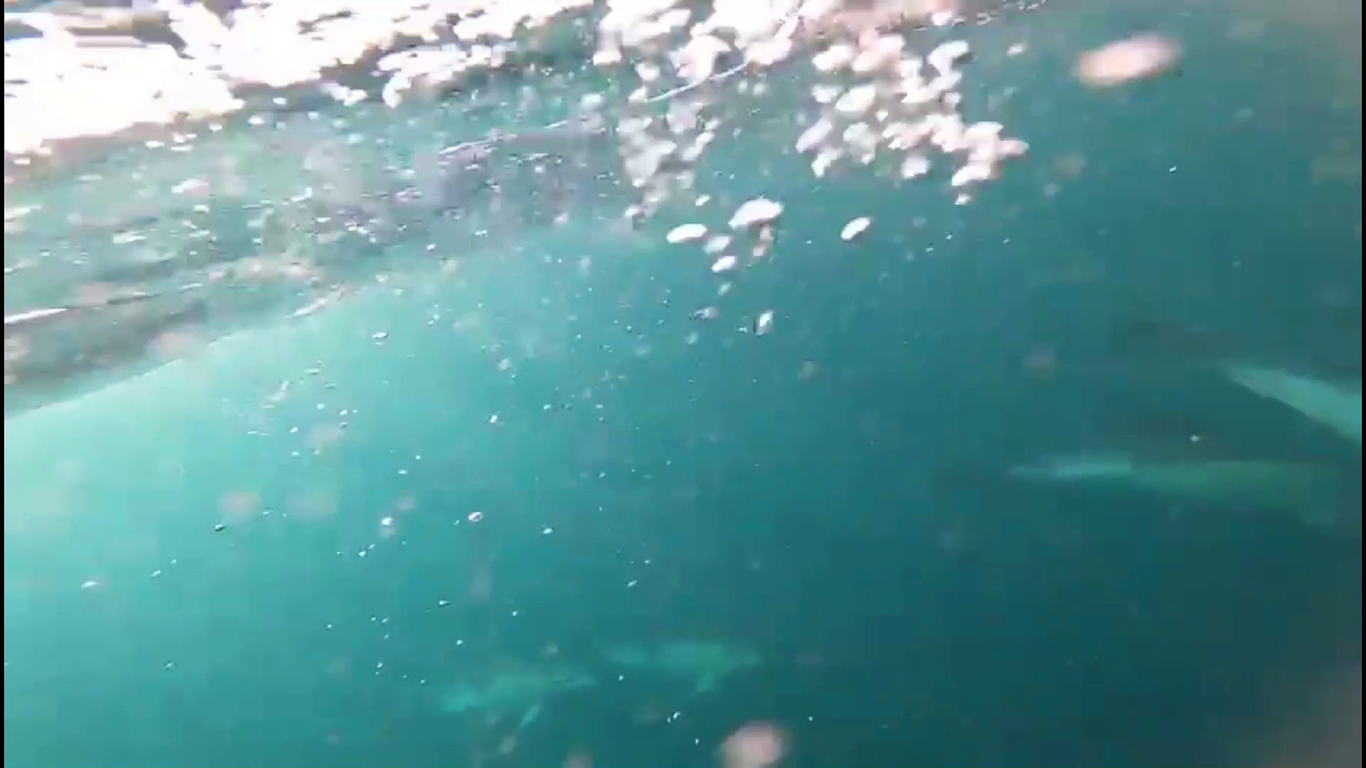 Dog Friendly Sussex: Adorable rescue puppies born in kennels