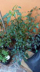 cosechando chile aji guindillas en las plantas macetas arboles patio jardin hortaliza
