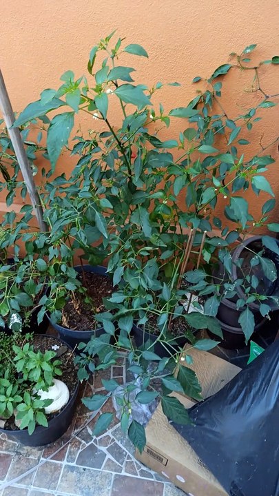 cosechando chile aji guindillas en las plantas macetas arboles patio jardin hortaliza