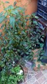 arbol de chile plantas de habanero en el jardin del patio guindillas aji pepper