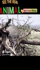 ANIMAL  | Forget the Premiere See the Real ANIMAL  in Africa