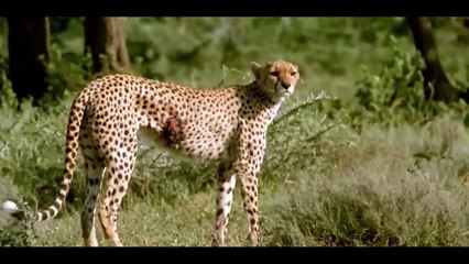 Cheetah menyerang hewan-hewan part 1