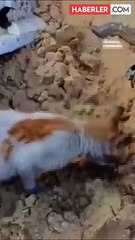 İsrail'den Kemal Advan hastanesinde insani felaket! Onlarca kişiyi diri diri toprağa gömmüşler