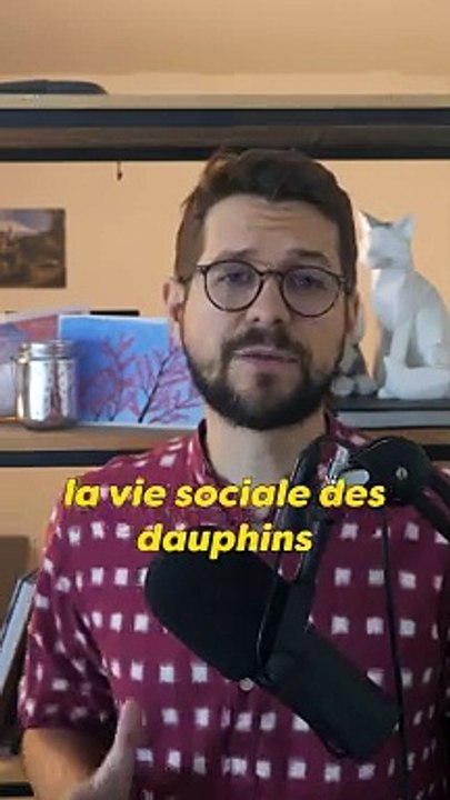 Laissons les dauphins en paix !