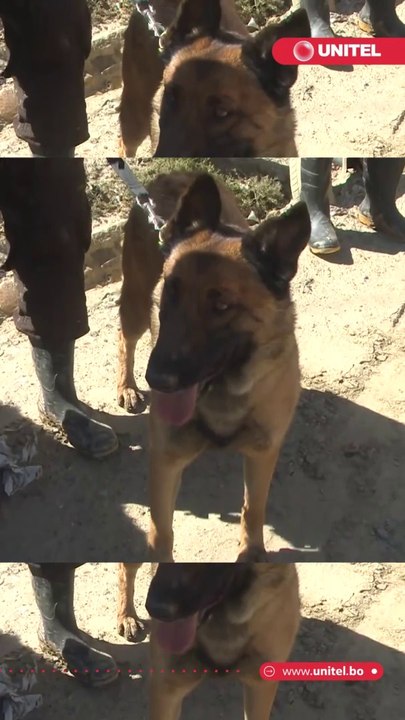 Goya y Falcon, los canes que fueron clave para hallar en un botadero el cuerpo sin vida del joven Miguel Ángel Chocamani, que estaba reportado como desaparecido desde el lunes 4 de diciembre de 2023