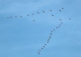 La migration et l'hivernage des grues cendrées en Nouvelle-Aquitaine