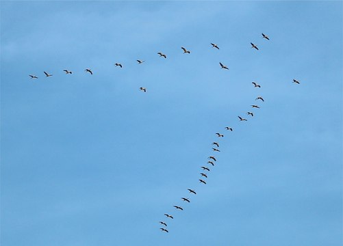 La migration et l'hivernage des grues cendrées en Nouvelle-Aquitaine