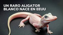 Un raro aligator blanco nace en EEUU